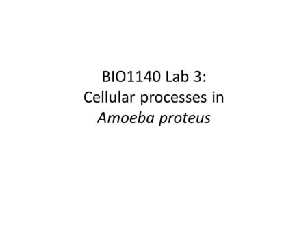 BIO1140 Lab 3: Cellular processes in Amoeba proteus
