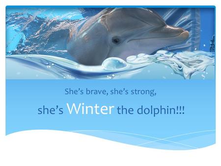 She’s brave, she’s strong, she’s Winter the dolphin!!!