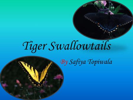 Tiger Swallowtails By Safiya Topiwala. Physical Description Their wingspan can be up to 4 to 8 inches. The males are yellow with black tiger stripes.