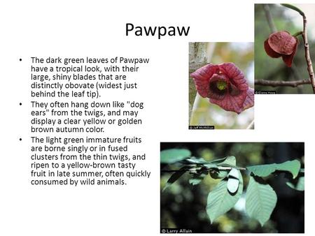 Pawpaw The dark green leaves of Pawpaw have a tropical look, with their large, shiny blades that are distinctly obovate (widest just behind the leaf tip).