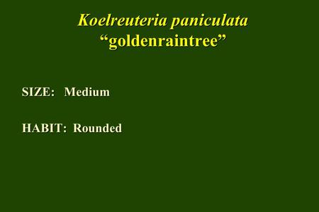 Koelreuteria paniculata “goldenraintree” SIZE: Medium HABIT: Rounded.
