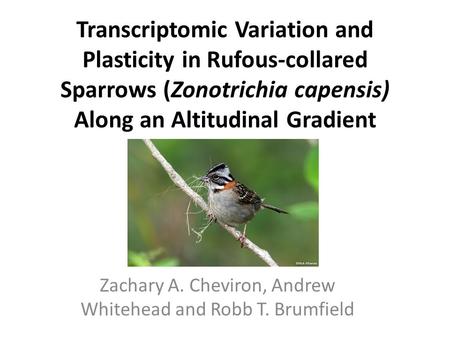 Transcriptomic Variation and Plasticity in Rufous-collared Sparrows (Zonotrichia capensis) Along an Altitudinal Gradient Zachary A. Cheviron, Andrew Whitehead.