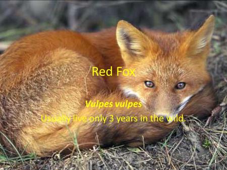 Red Fox Vulpes vulpes Usually live only 3 years in the wild.