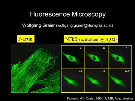 Fluorescence Microscopy Wolfgang Graier F-actin NFkB (activation by H 2 O 2 ) Pictures: W.F Graier, MBC & MB, Graz, Austria.