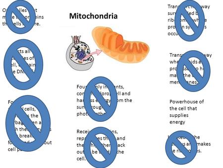 Mitochondria Powerhouse of the cell that supplies energy Directs all activities of the cell, contains the DNA of the cell. Found only in animal cells,