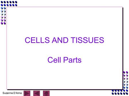 Suzanne D'Anna1 CELLS AND TISSUES Cell Parts. Suzanne D'Anna2 Basic Cell n defined as the structural and functional unit of all living things - as small.