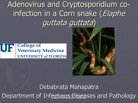 Adenovirus and Cryptosporidium co- infection in a Corn snake (Elaphe guttata guttata) Debabrata Mahapatra Department of Infectious Diseases and Pathology.