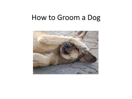 How to Groom a Dog. This is NOT the only way to groom a dog! This is the way we do things here.