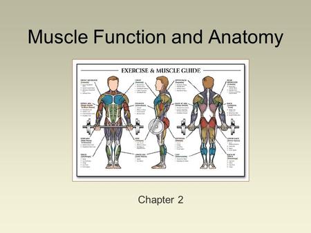Muscle Function and Anatomy Chapter 2. Muscle Architecture.