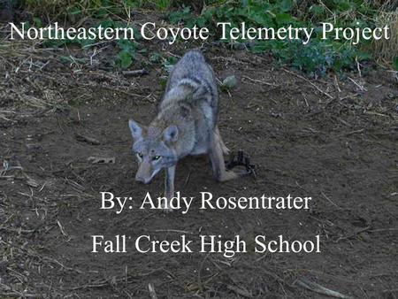 Northeastern Coyote Telemetry Project By: Andy Rosentrater Fall Creek High School.