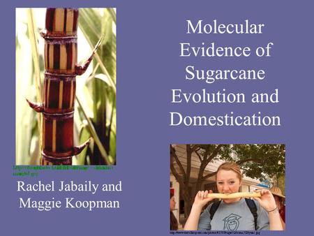 Molecular Evidence of Sugarcane Evolution and Domestication Rachel Jabaily and Maggie Koopman.