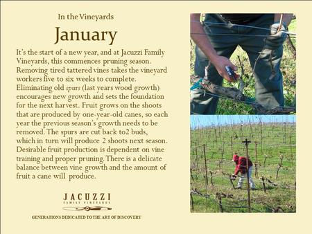 GENERATIONS DEDICATED TO THE ART OF DISCOVERY In the Vineyards It’s the start of a new year, and at Jacuzzi Family Vineyards, this commences pruning season.