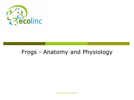 Frogs - Anatomy and Physiology www.ecolinc.vic.edu.au.