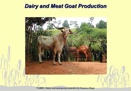 VGRRC: Dairy and meat goat production by Susanne Hugo Dairy and Meat Goat Production.