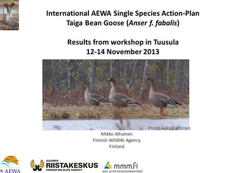 International AEWA Single Species Action-Plan Taiga Bean Goose (Anser f. fabalis) Results from workshop in Tuusula 12-14 November 2013 Mikko Alhainen Finnish.