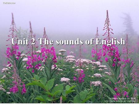 Unit 2 The sounds of English. Review Review What are the major defining features that natural languages possess? What are the major defining features.