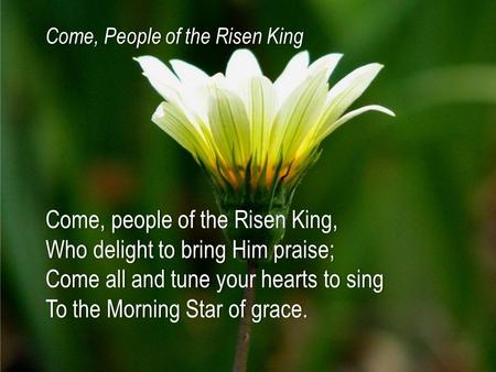 Come, people of the Risen King,Come, people of the Risen King, Who delight to bring Him praise;Who delight to bring Him praise; Come all and tune your.