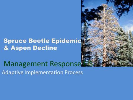 Spruce Beetle Epidemic & Aspen Decline Management Response EIS Adaptive Implementation Process.