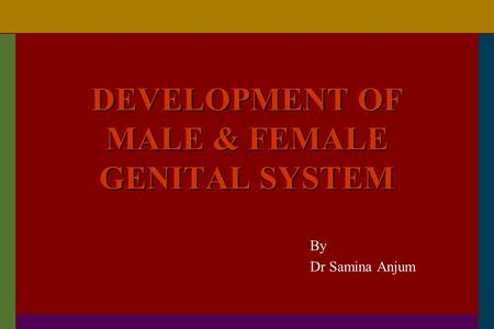 DEVELOPMENT OF MALE & FEMALE GENITAL SYSTEM