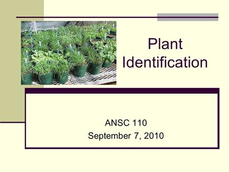 Plant Identification ANSC 110 September 7, 2010 Going to discuss: