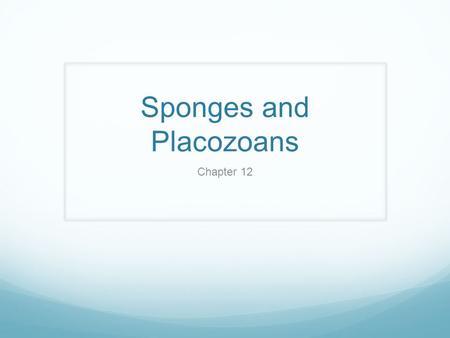 Sponges and Placozoans