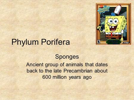 Phylum Porifera Sponges Ancient group of animals that dates back to the late Precambrian about 600 million years ago.