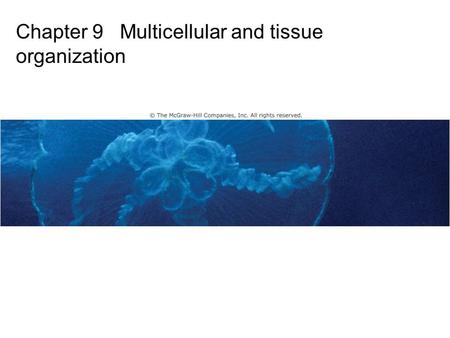 Chapter 9 Multicellular and tissue organization