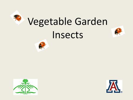 Vegetable Garden Insects. Getting Started on Managing Pests Identify the pest Can the pest be manually controlled (trapping, handpicking, squashing, shop.