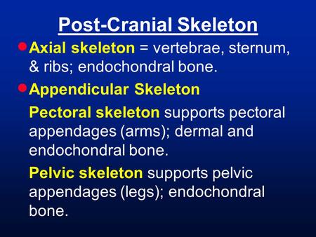 Post-Cranial Skeleton