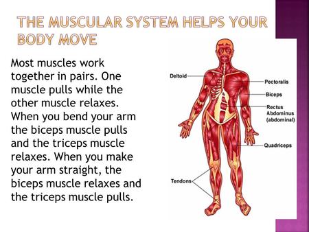 Most muscles work together in pairs. One muscle pulls while the other muscle relaxes. When you bend your arm the biceps muscle pulls and the triceps muscle.