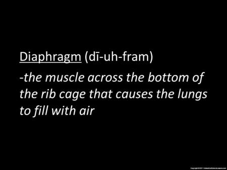 Copyright © 2011 InteractiveScienceLessons.com Diaphragm (dī-uh-fram) -the muscle across the bottom of the rib cage that causes the lungs to fill with.