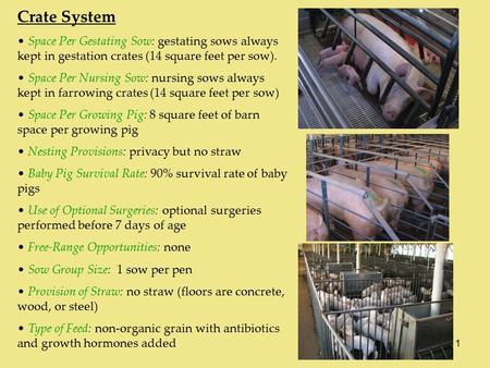 1 Crate System Space Per Gestating Sow: gestating sows always kept in gestation crates (14 square feet per sow). Space Per Nursing Sow: nursing sows always.