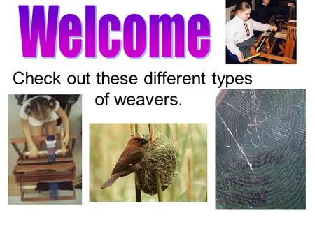 Check out these different types of weavers.. Weaving.