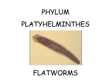PHYLUM PLATYHELMINTHES FLATWORMS. General Information 1.Usually flattened 2.No segments 3.Acoelomates 4.Bilateral symmetry 5.Cephalization- distinct head.