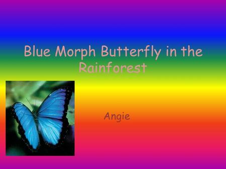 Blue Morph Butterfly in the Rainforest Angie. Introduction Tropical rainforest are really important. Tropical rainforest are located near the equator.