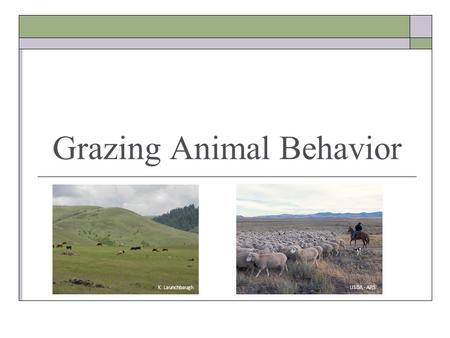 Grazing Animal Behavior K. Launchbaugh USDA - ARS.