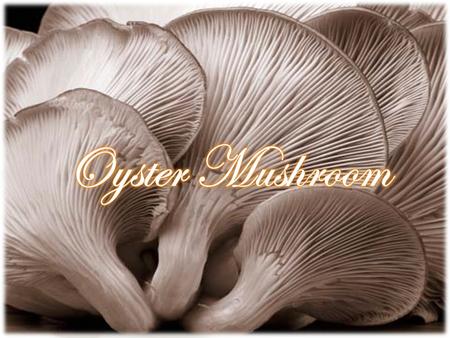 Oyster mushrooms are grown from mycelium (threadlike filaments that become interwoven) propagated on a base of steam-sterilized cereal grain (usually.