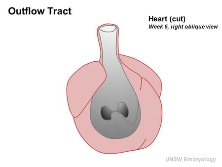 UNSW Embryology Outflow Tract Heart (cut) Week 5, right oblique view.