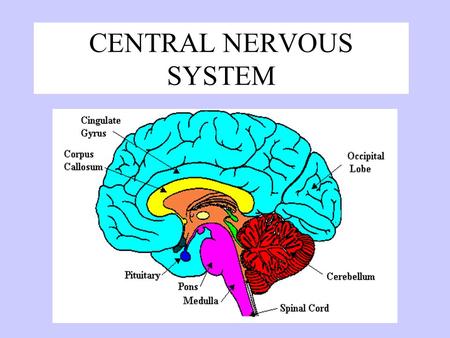 CENTRAL NERVOUS SYSTEM Brain Dominance Right Brain –non-verbal –Concrete –Holistic (big pic) –Intuitive –spontaneous Left Brain –Logical –Language –Verbal.