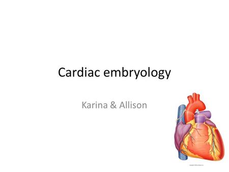 Cardiac embryology Karina & Allison.