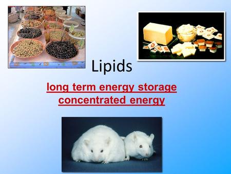 Lipids long term energy storage concentrated energy.