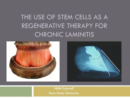 THE USE OF STEM CELLS AS A REGENERATIVE THERAPY FOR CHRONIC LAMINITIS Nikki Engwall Penn State University.