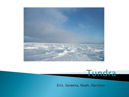 Erin, Sareena, Noah, Harrison. Artic biome Near north pole Alpine biome mountains ◦ TUNDRA NOTES TUNDRA NOTES TUNDRA cold through all months of the year