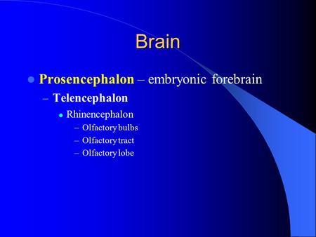 Brain Prosencephalon – embryonic forebrain Telencephalon