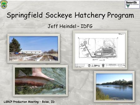 Springfield Sockeye Hatchery Program Jeff Heindel – IDFG LSRCP Production Meeting – Boise, ID.