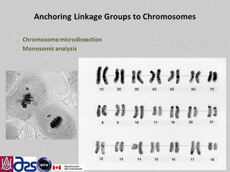 Anchoring Linkage Groups to Chromosomes Chromosome microdissection Monosomic analysis.