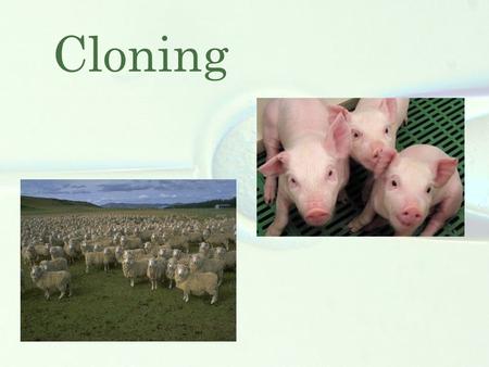 Cloning. I.Dolly and the beginning of the cloning 1.Dolly 2.Other cloning examples II.Cloning process 1.Cloning definition 2.How does it work? III.The.