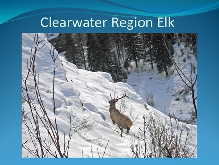 Clearwater Region Elk. Clearwater Elk Harvest Clearwater Region Elk Harvest by Zone, 2008.