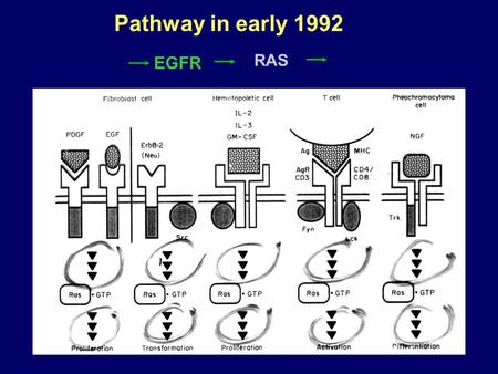 Pathway in early 1992 RAS EGFR. R7 R8 WTsevenless R7 receptor is required for UV response sev Boss.