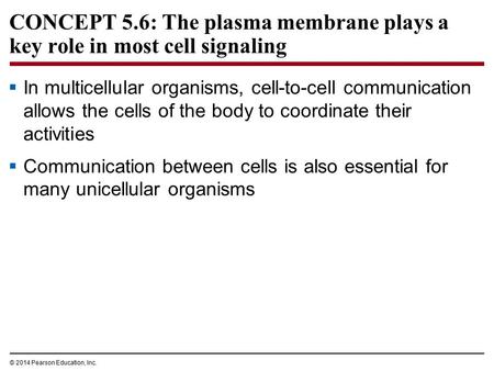 CONCEPT 5.6: The plasma membrane plays a key role in most cell signaling In multicellular organisms, cell-to-cell communication allows the cells of the.
